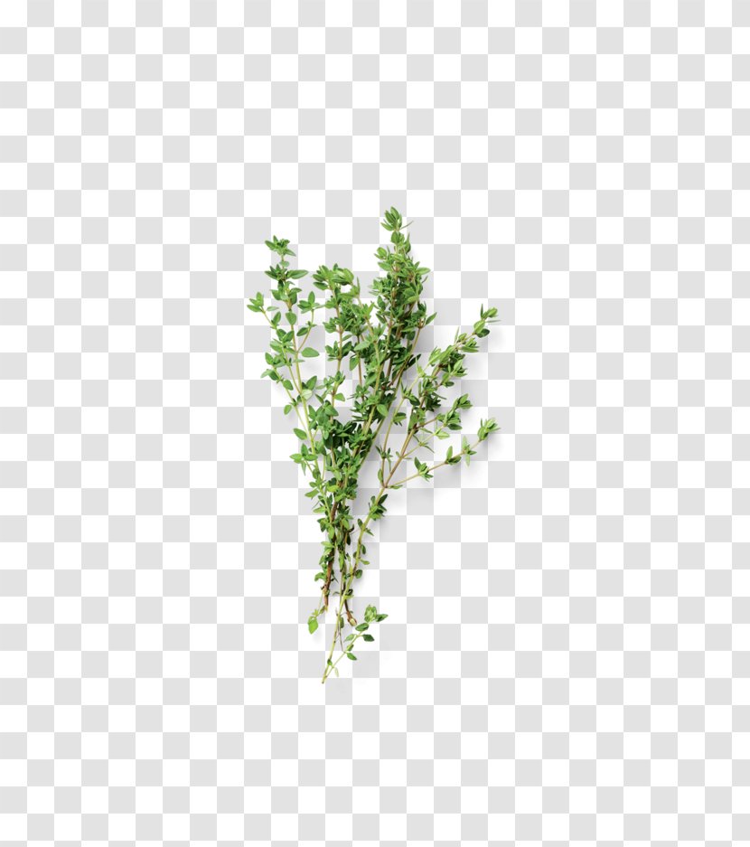 Tree Twig Branch Herb Leaf - Plant Stem - Dry Parsley Transparent PNG