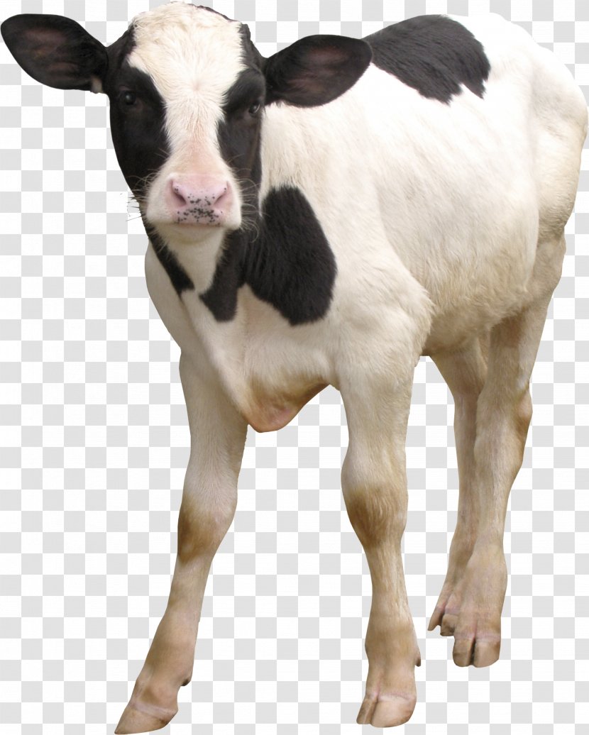 Calf Taurine Cattle Dairy - Cow And Transparent PNG