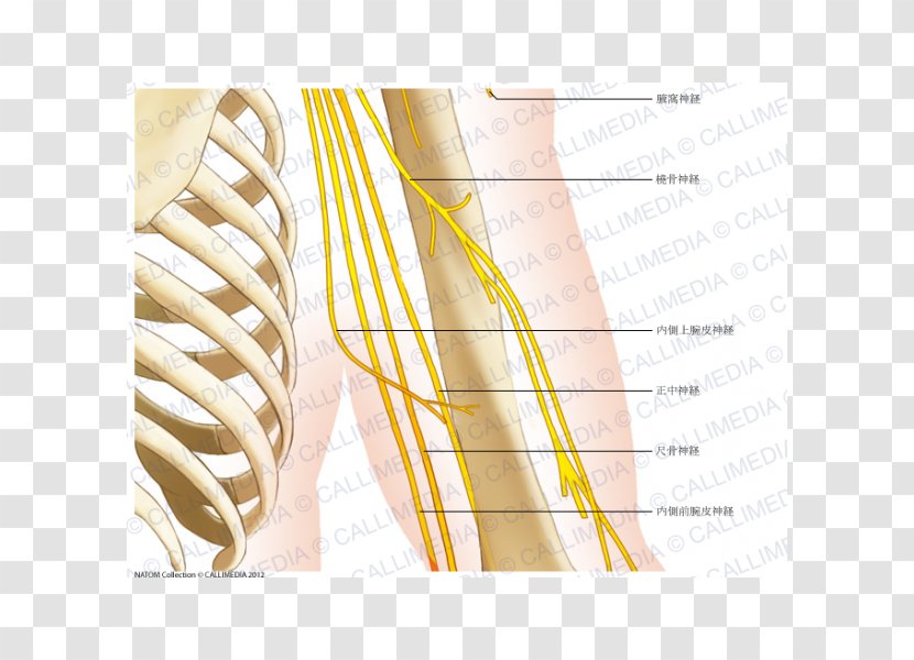 Human Anatomy Elbow Shoulder Bone - Silhouette - Arm Transparent PNG