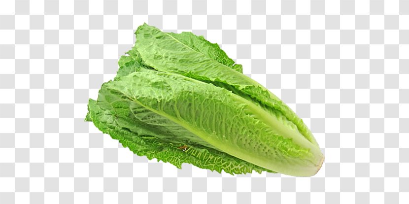 Romaine Lettuce Centers For Disease Control And Prevention CDC Food - Plant - E Coli Bacterial Outbreak Transparent PNG