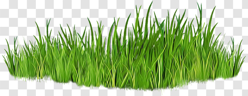 Vetiver Wheatgrass Sweet Grass Commodity Grasses Transparent PNG