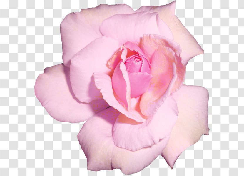 Garden Roses Cabbage Rose Flower Floribunda - Cut Flowers - Centifolia Transparent PNG