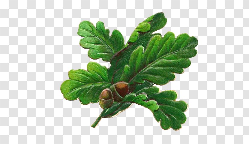 Clip Art English Oak Leaf Acorn - Branch - Tree Drawing Transparent PNG