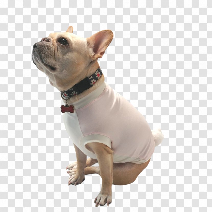 French Bulldog Puppy Dog Breed Companion Transparent PNG