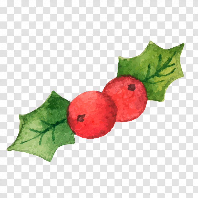 Common Holly Christmas Illustration - Vector Transparent PNG