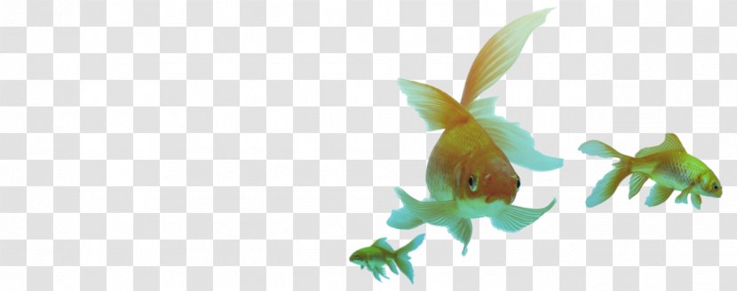 Customer Service Marketing Advertising Agency - Tail - Goldfish Transparent PNG
