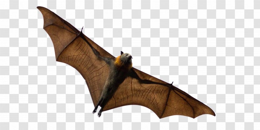 Bats That Eat Fruit Grey-headed Flying Fox Black Animal - Ranged Weapon - Mosquito-borne Disease Transparent PNG