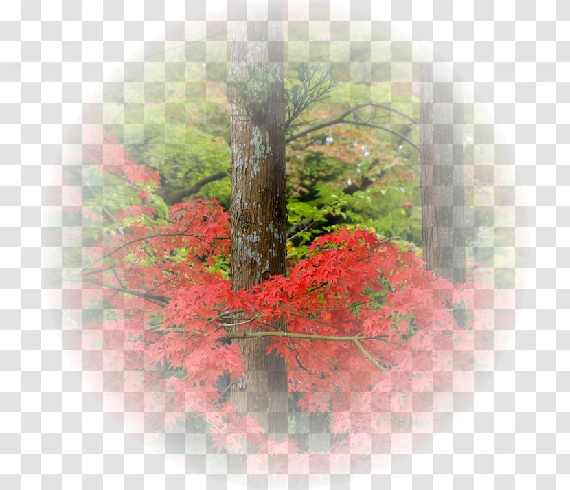 Landscape A Négy évszak - Tavasz Desktop Wallpaper AutumnTube Fundos Paisagens Transparent PNG