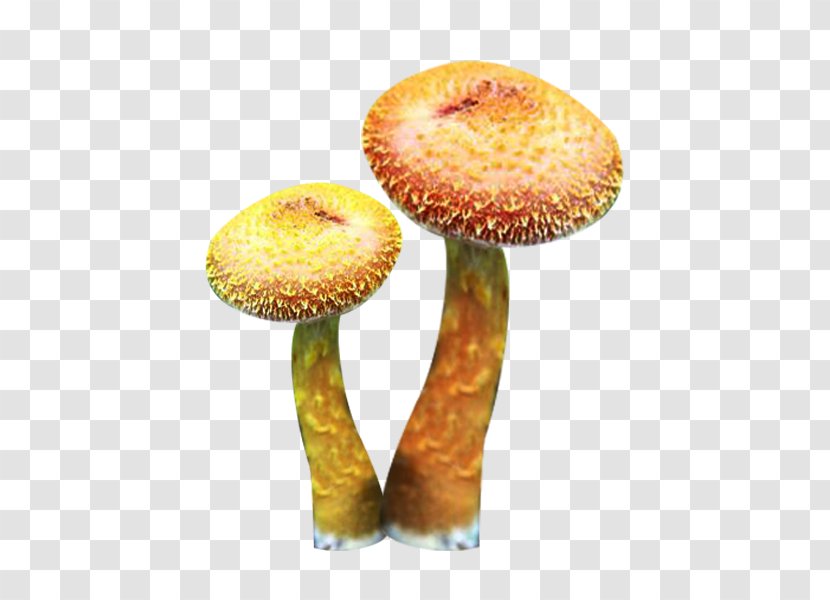 Asian Hazel Edible Mushroom Fungus - Two Picture Material Transparent PNG