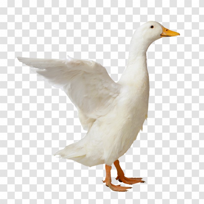 Duck American Pekin - Image File Formats Transparent PNG