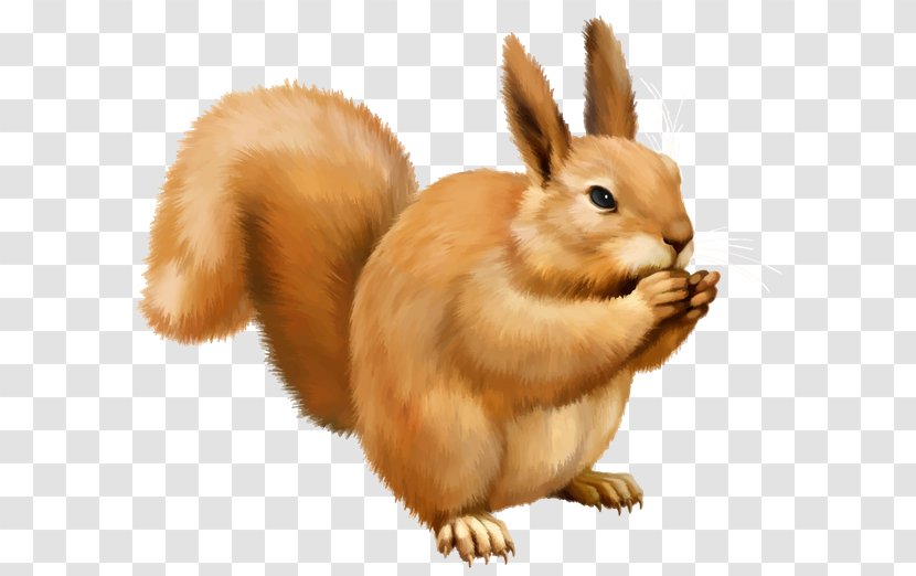 Squirrel Scrat Clip Art - Hare Transparent PNG