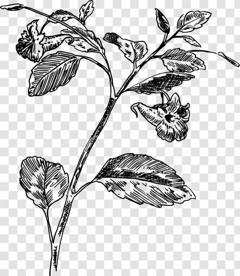 Twig Botany Drawing Biology - Plant Stem Transparent PNG