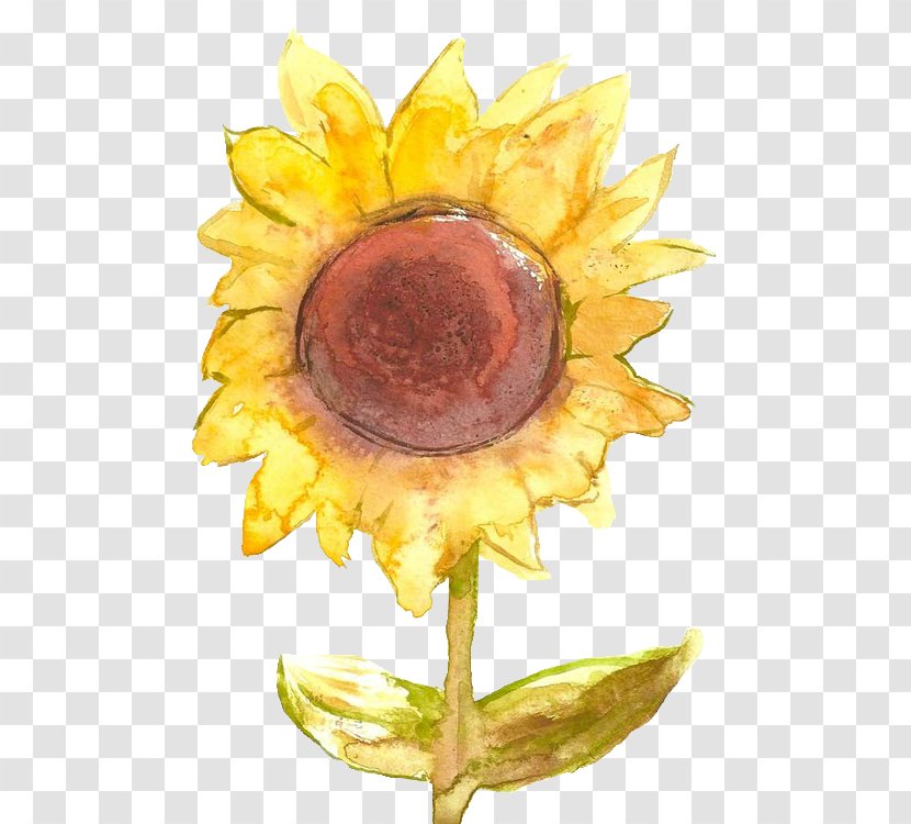 Common Sunflower Yellow - Daisy Family Transparent PNG
