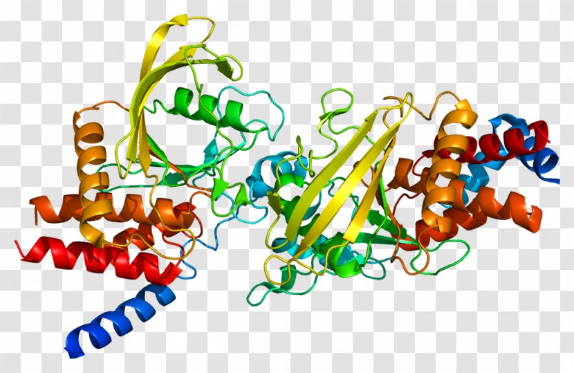 PTPRB Protein Tyrosine Phosphatase Gene VE-cadherin Angiopoietin - Cartoon - Silhouette Transparent PNG