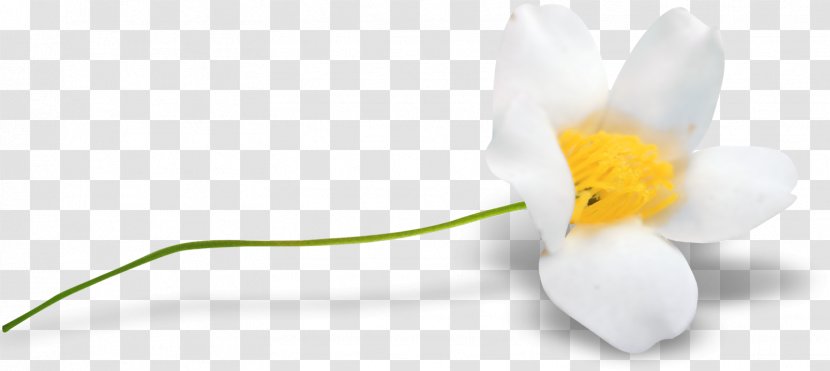 Desktop Wallpaper Computer Flowering Plant Transparent PNG