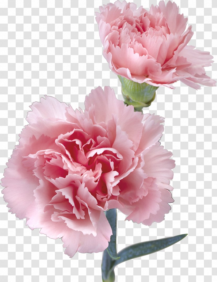 Flower Pink Kryddernellike Color - CARNATION Transparent PNG