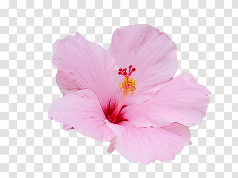 Flower Hibiscus Flowering Plant Petal Pink - Mallow Family Transparent PNG