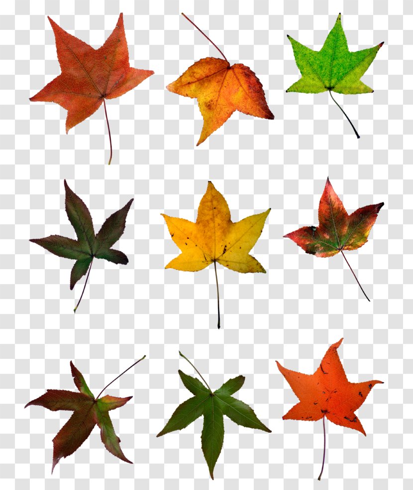Maple Leaf Red Autumn Image - Leaves Transparent PNG