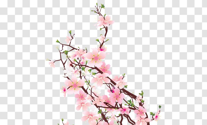 Cherry Blossom Cut Flowers Floral Design Floristry Transparent PNG