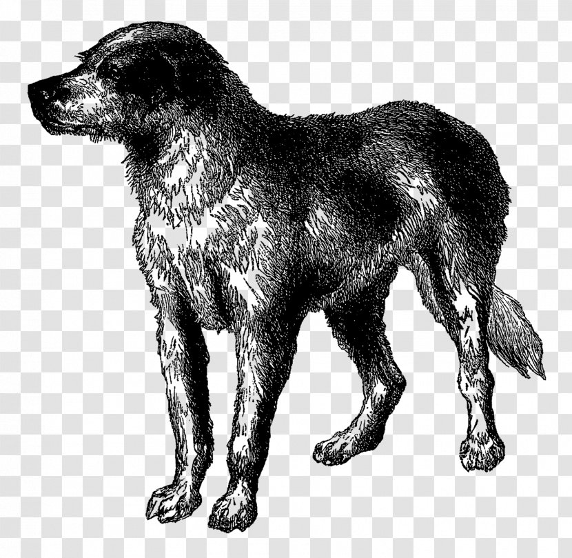 Dog Breed Newfoundland Rare (dog) Great Dane Greyhound - Carnivoran - Puppy Transparent PNG