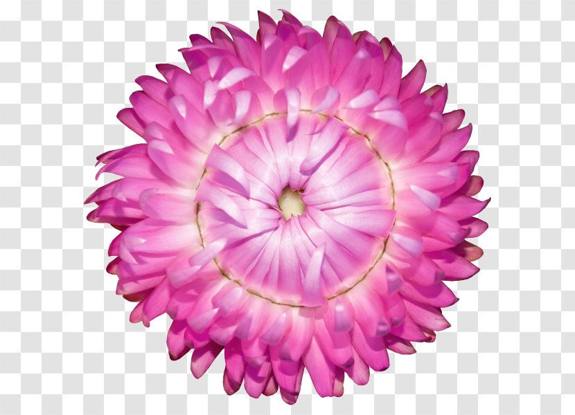 Strawflower Zinnia Stock Photography Pink Flowers - Flowering Plant - Flower Transparent PNG