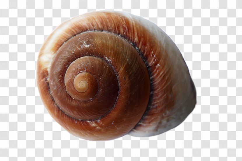 Gastropods Seashell Snail White Sea Mollusc Shell - Beach Transparent PNG