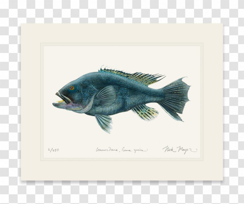 Fish Black Sea Bass Tuna Striped - Game Transparent PNG