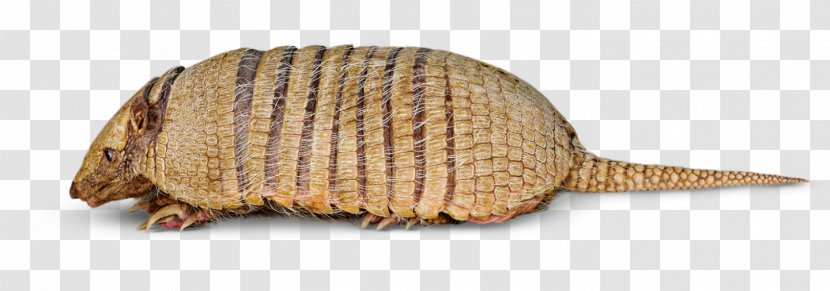 Six-banded Armadillo Nine-banded Animal Information - Fauna - Figure Transparent PNG