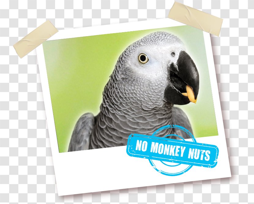 Budgerigar Grey Parrot Pet Parakeet - Animal Feed Transparent PNG