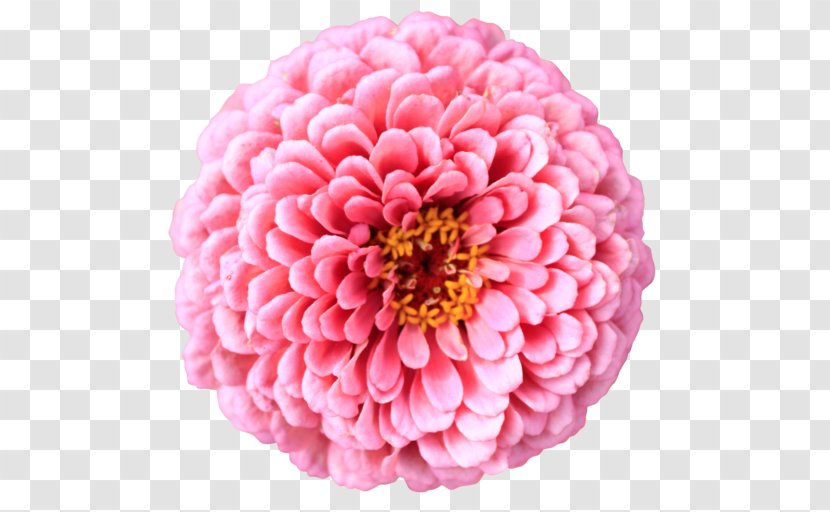 Flower Chrysanthemum Desktop Wallpaper Petal Clip Art - Peach Transparent PNG