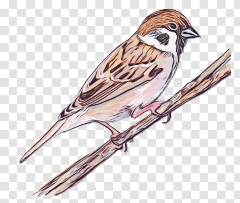 Bird House Sparrow Chipping Beak - Song Swamp Transparent PNG