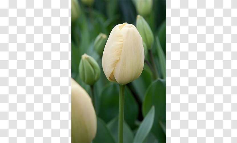 Tulip Bulb Flower Plant Stem Petal - Color Transparent PNG