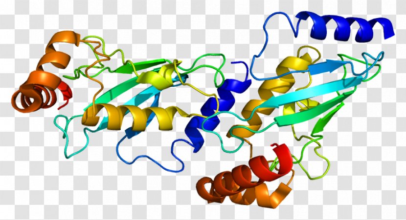 UBE2D1 Protein Ubiquitin Ligase UBE3A Ubiquitin-conjugating Enzyme - Frame - Lectin Transparent PNG