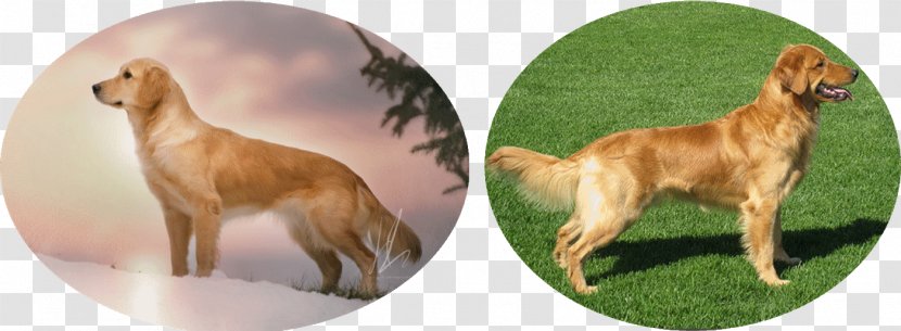 Dog Breed Sporting Group Animal - Figure Transparent PNG