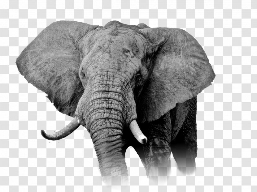 African Elephant Cannabis Democratic Republic Of The Congo Kush - Elephants And Mammoths - Elefant Transparent PNG
