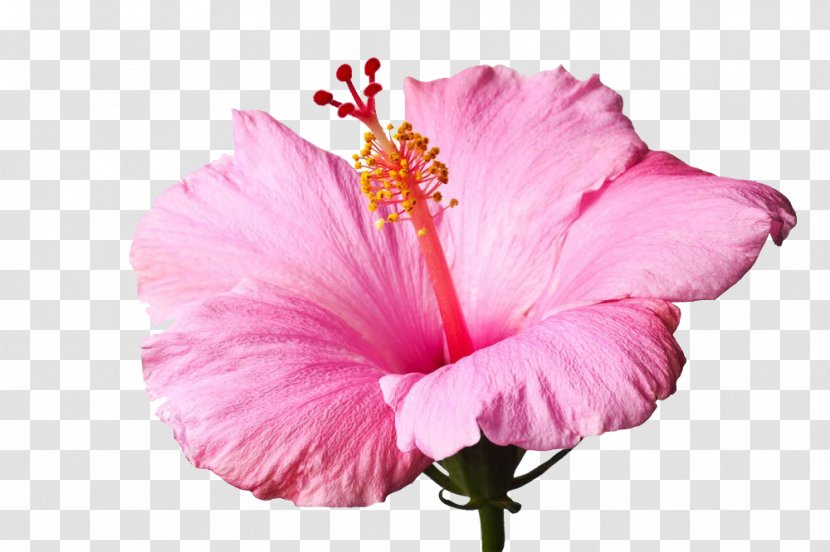 Shoeblackplant Stock Photography Royalty-free - Pink Hibiscus Flowers Transparent PNG