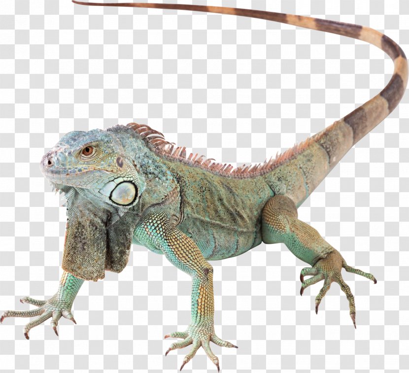 Lizard Reptile Green Iguana Pet Transparent PNG