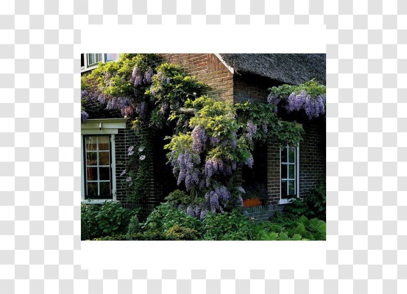 Chinese Wisteria Japanese Frutescens Acer Japonicum Maple - Plant - Sinensis Transparent PNG