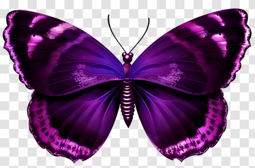 Butterfly Purple Clip Art - Symmetry - Transparent Image Transparent PNG