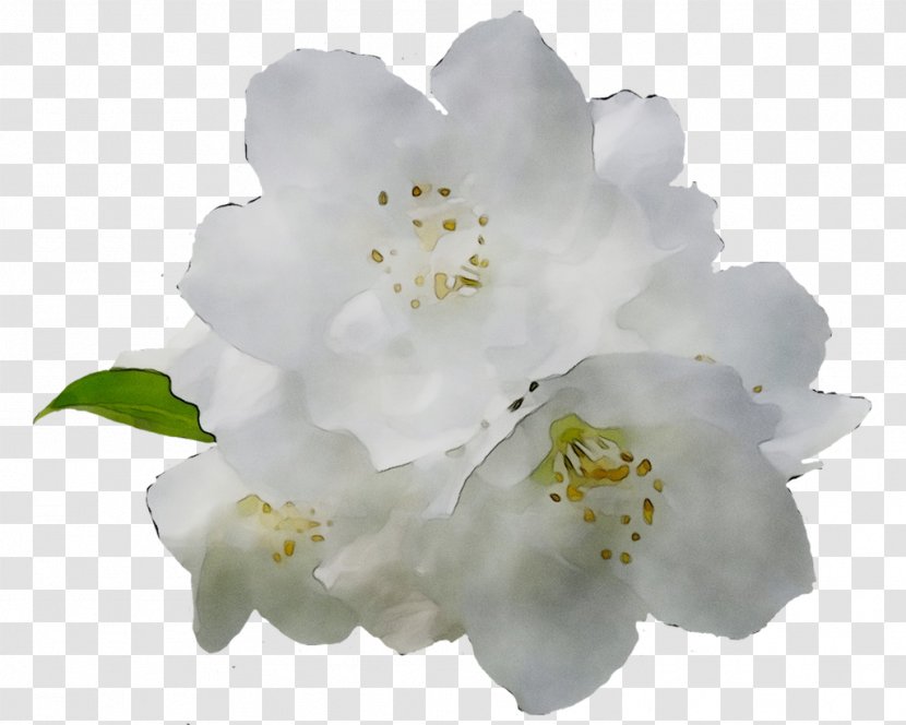 ST.AU.150 MIN.V.UNC.NR AD Cherry Blossom Rose Cherries - Camellia Sasanqua - Jasmine Transparent PNG