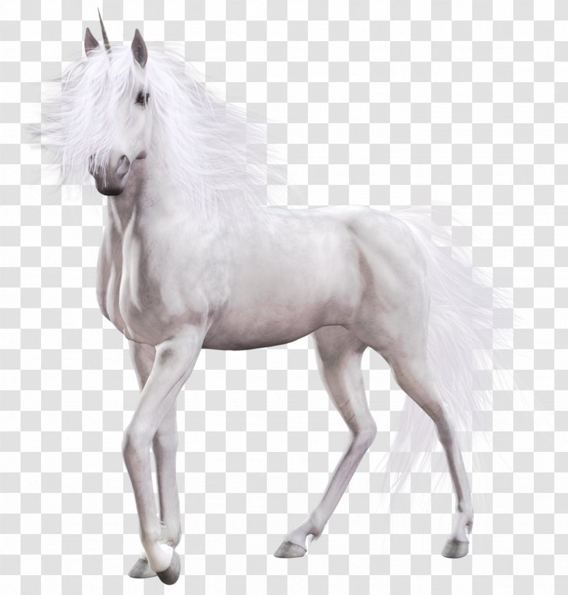 White Horse Mustang Clip Art - Stallion Transparent PNG