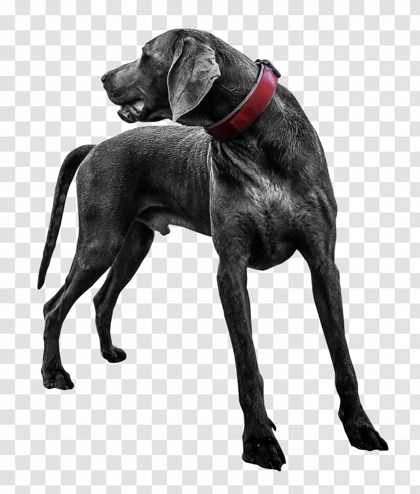 Labrador Retriever Weimaraner Puppy - Carnivoran - Black Dog Transparent Transparent PNG