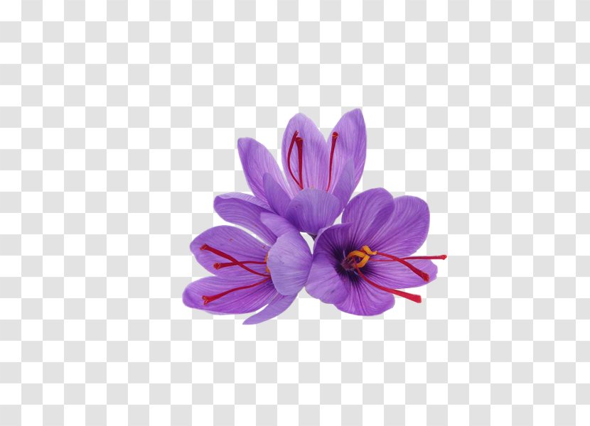 Saffron Autumn Crocus Spice Product - Lilac - Flower Transparent PNG