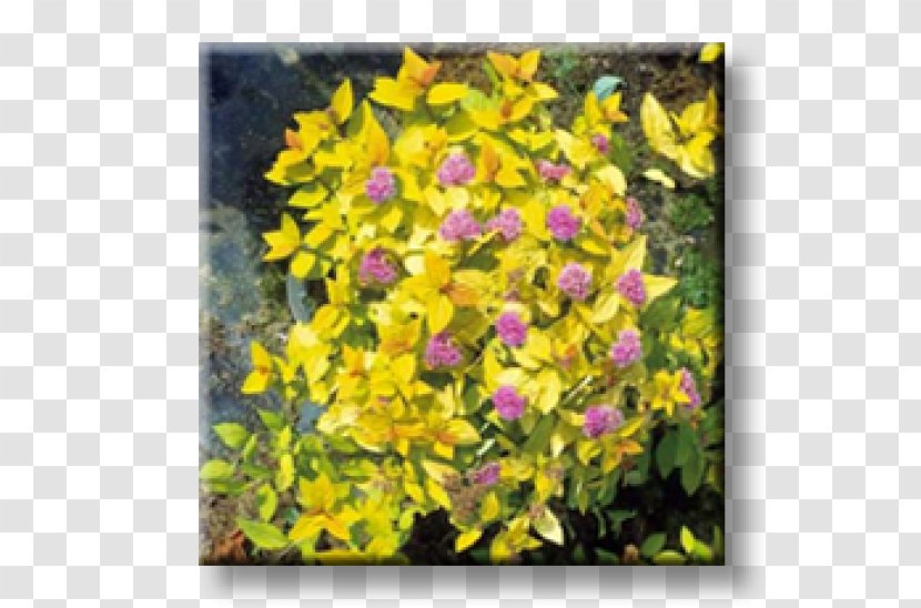 Spiraea Japonica Shrub Color Yellow Soil - Herbaceous Plant - Mound Transparent PNG