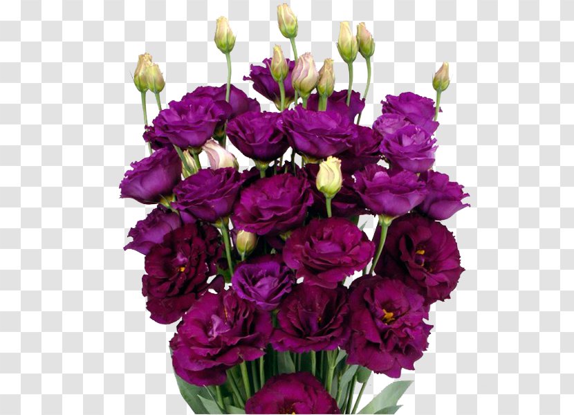 Garden Roses Pink Flowers Cut Floral Design Purple - Carnation Transparent PNG