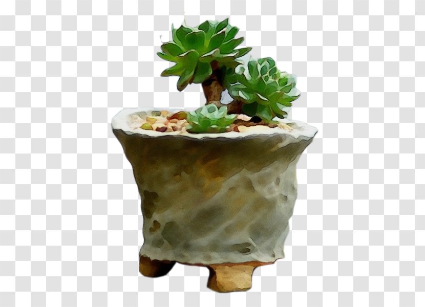 Cactus - Paint - Table Succulent Plant Transparent PNG