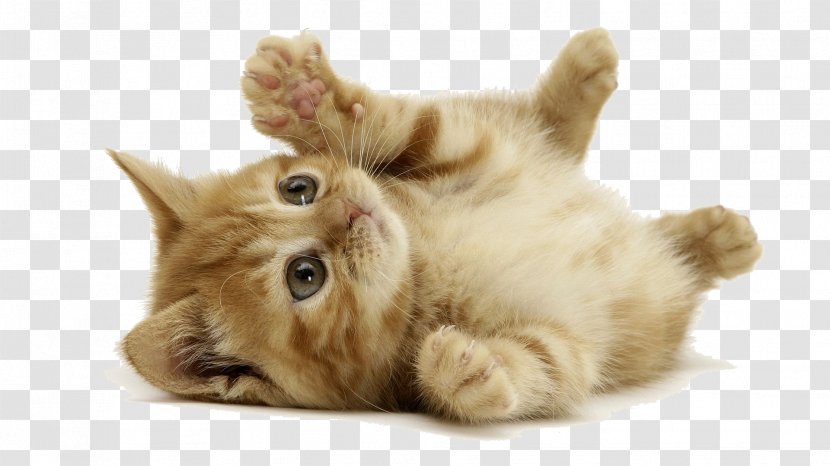 Kitten Desktop Wallpaper Siberian Cat Dog Wallpapers - Carnivoran Transparent PNG