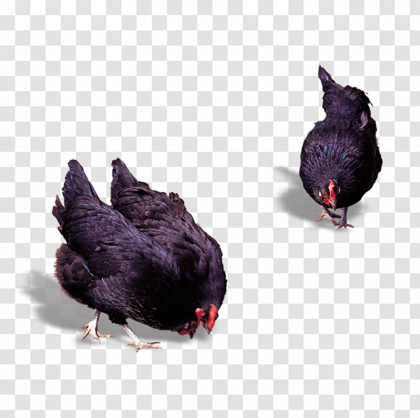 Chicken Meat Rooster Poultry - Galliformes - Cock Transparent PNG