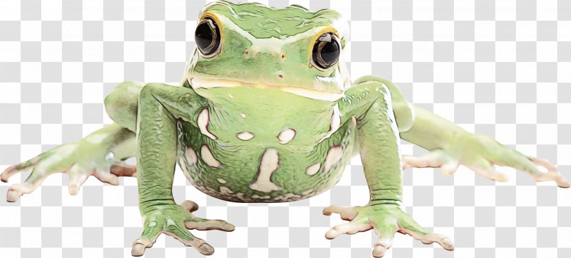 True Frog Tree Toad Reptile - Hyla Transparent PNG