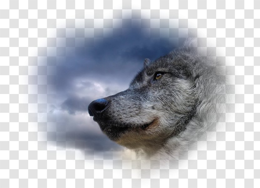 Dog Horse Arctic Wolf Desktop Wallpaper Black - Wildlife Transparent PNG